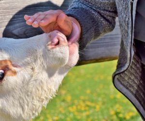 foot and mouth disease , biovet vaccine