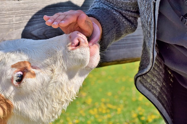 foot and mouth disease , biovet vaccine